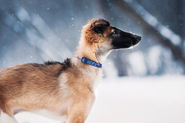 young puppy russian breed borzoi plays in winter forest under snowfall in purple collar