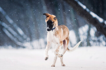 young puppy russian breed borzoi plays in winter forest under snowfall in purple collar