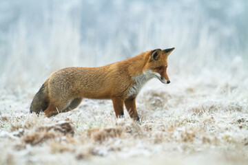 Fox Vulpes vulpes in autumn scenery, Poland Europe, animal walking among autumn meadow