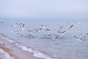 A flock of hungry seagulls circles over the shore of the Sea of Azov in January in search of food.