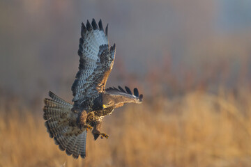 landing Common buzzard Buteo buteo in the fields in winter snow, buzzards in natural habitat, hawk...