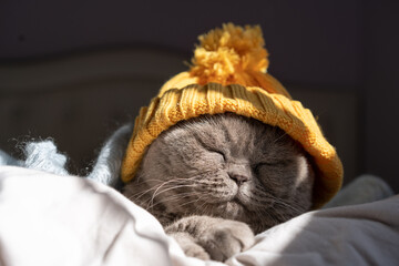 British shorthair cat wearing yellow knitted hat lying on bed on a cold winter day.