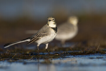 Bird white wagtail Motacilla alba small bird with long tail on light brown background, Poland Europe