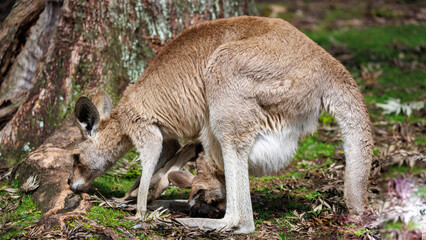 Naklejka na ściany i meble A baby kangaroo comes out of its mother's pocket