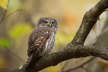 Pygmy owl Glaucidium passerinum little owl natural dark forest north parts of Poland Europe