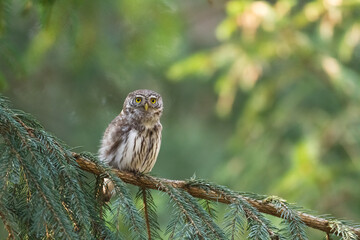 Pygmy owl Glaucidium passerinum little owl natural dark forest north parts of Poland Europe