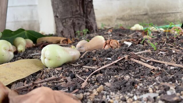 Rose apple falling from tree on the soil ground with dry leaf nearby at home - day