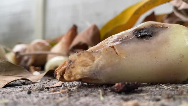 Rotten rose apple close up shot on ground with dry leaf nearby - day