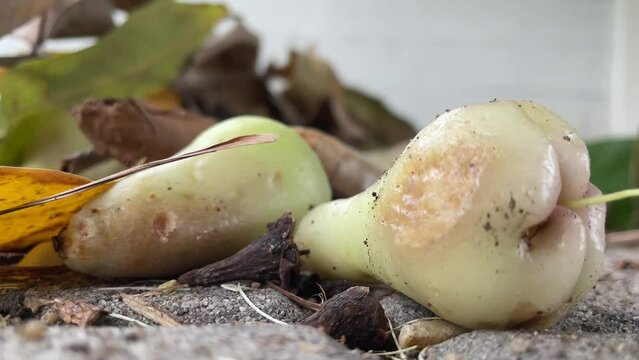 Rotten rose apple close up shot on ground with dry leaf nearby - day