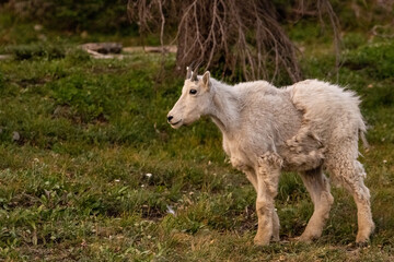 Obraz na płótnie Canvas Profile of Shaggy Young Mountain Goat