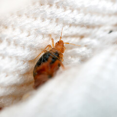 Young bedbug in the crease of the mattress macro. Disgusting blood-sucking insect. - obrazy, fototapety, plakaty