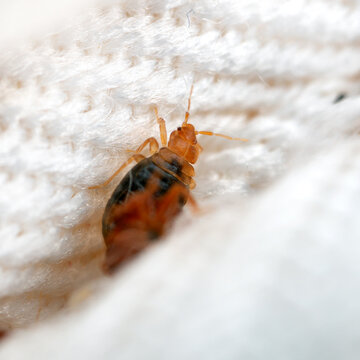 Young bedbug in the crease of the mattress macro. Disgusting blood-sucking insect.
