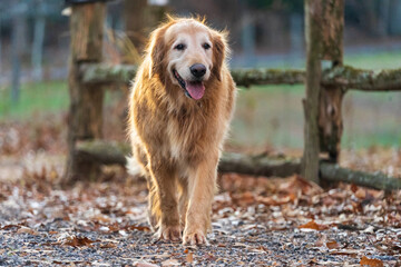 Golden retriever in autumn park at sunset