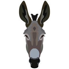 Vector donkey face isolated. Poster, banner, print advertisement, web design element. Livestock, cattle animals.