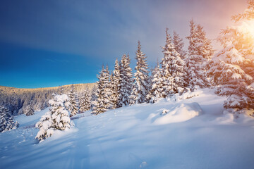 Fototapeta premium Tranquil snowy landscape and Christmas trees on a frosty sunny day.