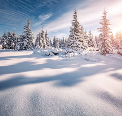 Majestic Christmas trees on a frosty sunny day.