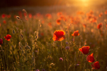 Fototapeta na wymiar poppy field and sun