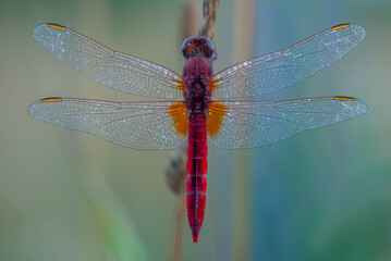 Scarlet Darter male (Crocothemis erythraea), red dragonfly resting in a meadow in the evening.