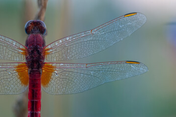Scarlet Darter male (Crocothemis erythraea), red dragonfly resting in a meadow in the evening.