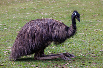 Portrait of a emu in a meadow, Australia