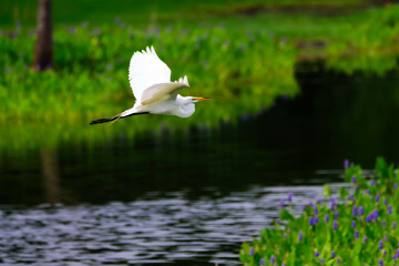 Great Egret takes scenic route