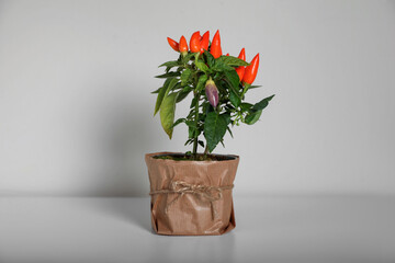 Capsicum Annuum plant. Potted multicolor Chili Pepper on light grey background