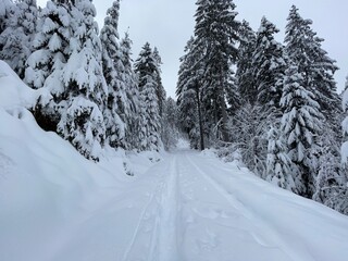 Dieser Waldweg steigt im Sankenbachtal in Baiersbronn an und führt durch den verschneiten Schwarzwald.