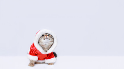Cat in Santa costume. Christmas Cat card. Kitten on the white background. Concept of adorable little pets. Kitten Santa Claus. Merry Christmas. Happy New Year. Winter. Empty space for text.