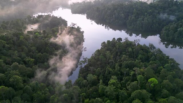 Green lush forest with fog cloud in morning. Aerial establishing shot
