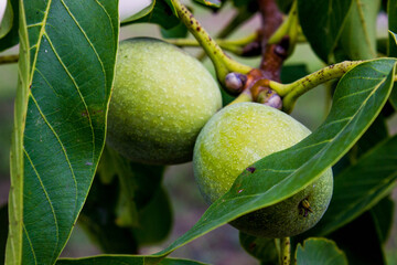 green walnut on walnut tree in the garden, healthy food background