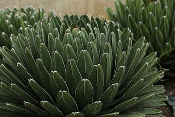 Beautiful green agave growing outdoors. Succulent plant