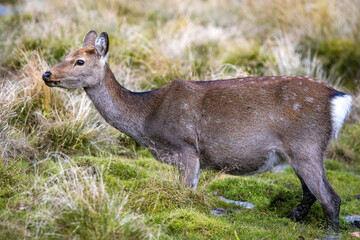 Japanese deer at Nikko National park swamp