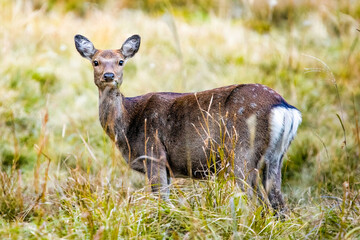 Japanese deer at Nikko National park swamp