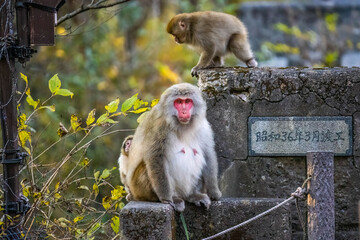 Cute wild japanese snow monkeys in Nikko national park forest