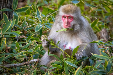 Cute wild japanese snow monkeys in Nikko national park forest