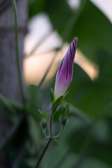 flower bud