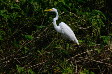 Great Egret closeup portrait, Pantanal, Brazil