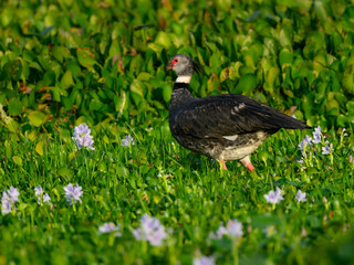 Southern Screamer closeup portrait against green vegetation