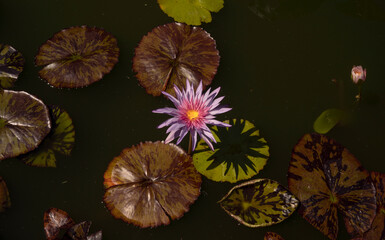 Floral. Closeup view of tropical waterlily, Nymphaea Foxfire, flower of purple and pink petals, growing in the pond. 