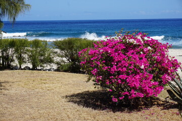 view of the beach and waves by a pink bougainvillea bush  on the tropical island of La Réunion France 