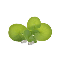 Gotu kola (Centella asiatica) leaf with water droplets isolated on white background and capsule