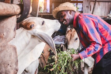 Portrait of  African American man cow breeder standing in outdoor cowshed with smile and happy
