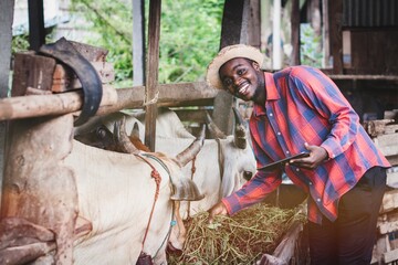 Fototapeta na wymiar African farmer use tablet for livestock and husbandry control in cattle farm with cows in cowshed.Concept of Agriculture industry cattle farming and technology .