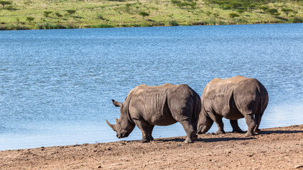 Rhinos Two Drinking Waterhole Wildlife Park Wilderness Reserve Wetland Landscape.