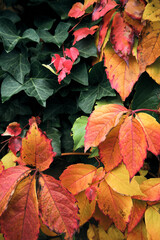 Yellow and red leaves. Abstract autumn background from fallen leaves. Gold autumn