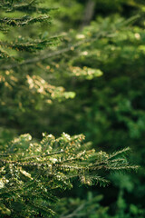 Green fir branches close-up. Pine texture. Christmas background