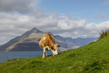 Fototapeta na wymiar cow grazes near fishing village Elgol on the isle of skye