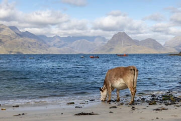 Cow eats crab on the beach in Elgol ( Isle of Skye ), Scotland