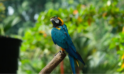 Selective focus with close up and noise effect picture of macaw parrot on tree branch