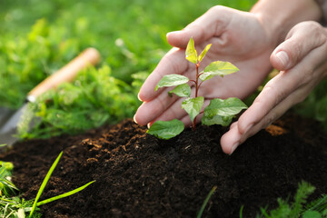 Woman protecting seedling in garden, closeup. Planting tree